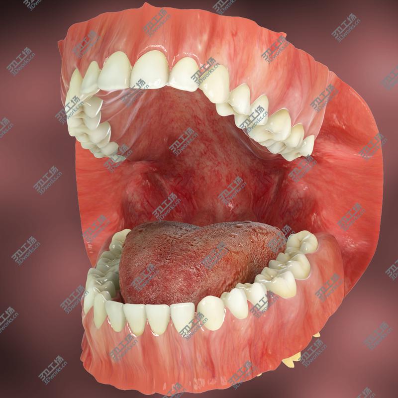 images/goods_img/20210114/Permanent Dentition with Gums/2.jpg